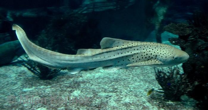 MALOTLAMCI