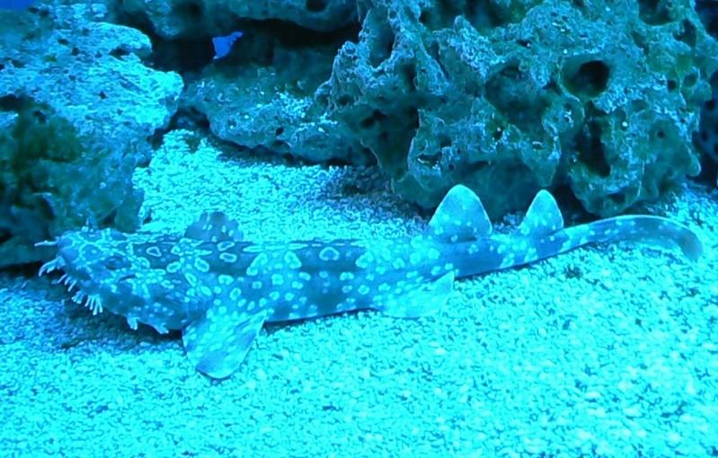 MALOTLAMCI