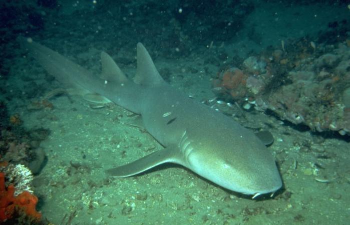 MALOTLAMCI