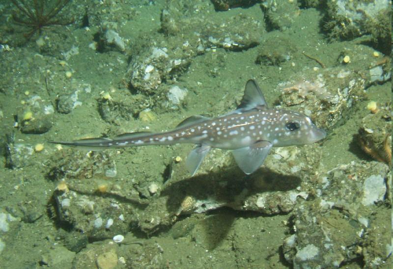 Podtřída: Chimérovci Holocephali Řád: CHIMÉROTVÁRNÍ Chimaeriformes Čeleď: CHIMÉROVITÍ Chimaeridae Chiméra