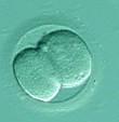 2bb embryo po