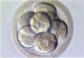 8bb embryo po