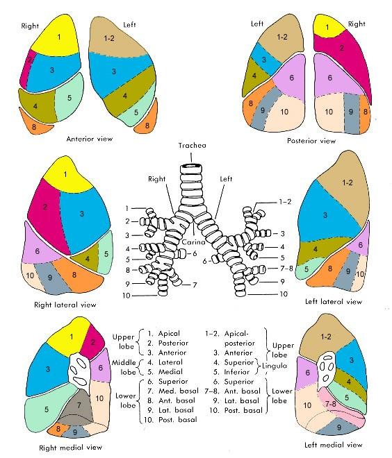 Segmenty plicní bronchopulmonální segmenty pravá 10 11, levá 8-10 segmenů v intersticiálním vazivu