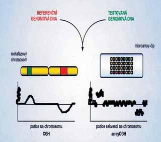 a zkoumaná DNA hybridizují. KaÏd fragment klonované genomové DNA zaujímá své pfiesnû urãené místo na povrchu skla. Takto pfiipravené speciální sklo bylo oznaãeno microarray neboli ãip (obr. 1).