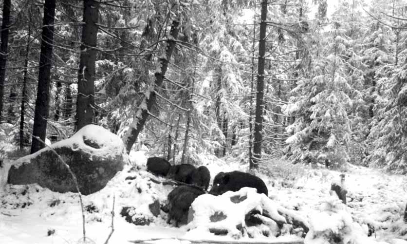 1952 do Horní Blatné, kde později při zániku SLH se ostrovské lesy rozdělily mezi LZ Nejdek a Horní Blatnou.