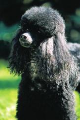 Za existenci tohoto atraktivního psa vdûãíme skotskému lordu Tweedmouthovi: tento lechtic kfiíïil labradorské retrívry, irské setry a mezitím uï vyhynulé tweed panûly, aby odchoval líbivé dlouhosrsté