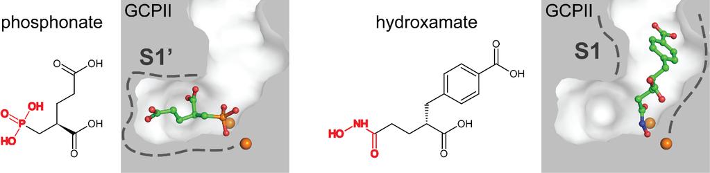 Výsledek 5: Strukturní charakterizace a biologická aktivita atypických inhibitorů glutamát karboxypeptidasy II odvozených od hydroxamátů.