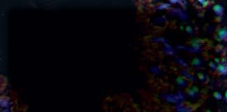 Cellular