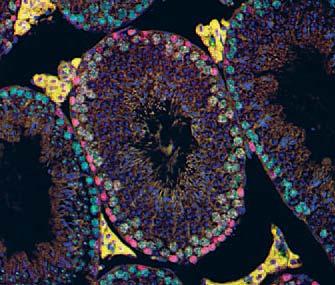It focuses on basic research in molecular biological sciences at the highest level, with prospective transfer of biotechnological methods and molecular tools to diagnose and treat pathological