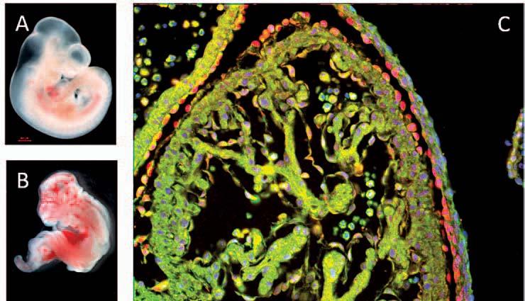 Sperm motility, metabolism, capacitation and acrosome reaction are modulated by factors associated with the egg, its non-cellular or cellular components and fluids, present in both male and female