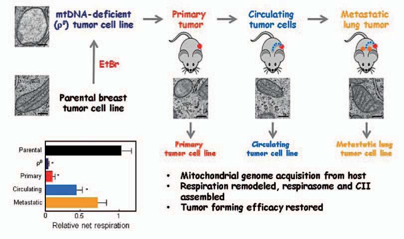 It is therefore necessary to find a common intervention point that could not be mutated in cancer cells and that would be universal (and selective) for a number of tumor types.