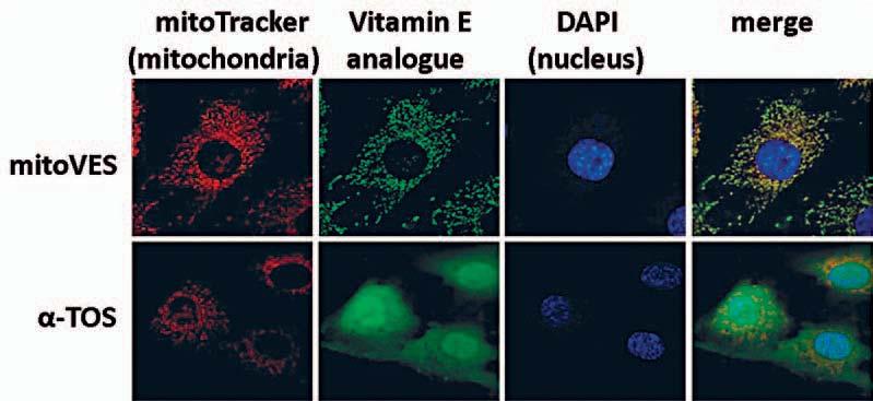 to cancer therapy, when we focus on new small molecules that we design and that affect mitochondrial respiration. We refer to these substances as mitocans (from mitochondria and cancer ).