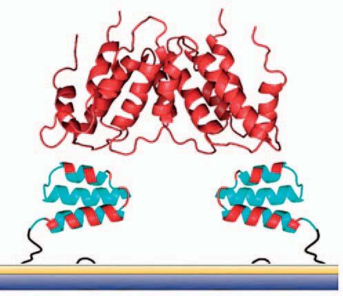 Recently we have established a model of three-helix bundle of albumin-binding domain (ABD) of streptococcal protein G as a master scaffold for the generation of high-complex combinatorial library of