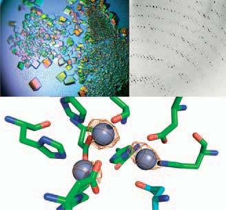 Protein of interest serves as a molecular target for the selection of high-affinity binding proteins that are further characterized for their specificity, NO to Autoimmune Diseases!
