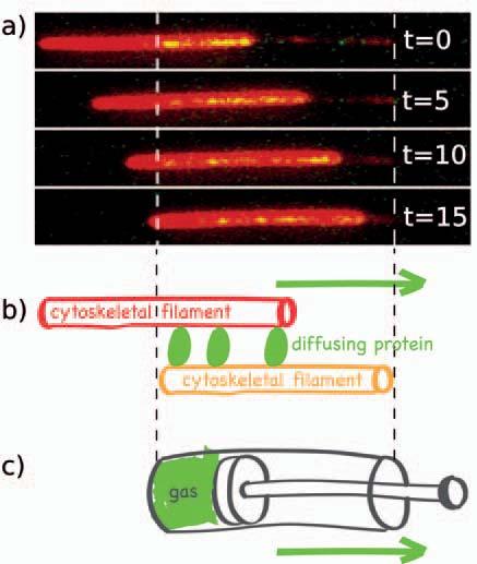Our research activities are aimed at two main objectives: (i) to understand the role of the studied metalohydrolases in physiological and pathological processes, and (ii) to develop reagents that