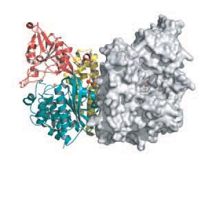 A Wide Range of Experimental Approaches Recognize and Cure We use the knowledge garnered through our basic-research oriented studies to develop tools (i.e. small molecules or macromolecules) that can be used as research reagents or in clinical practice.