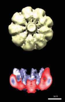 In collaboration with our foreign colleagues, we for example solved three-dimensional structures of several dozen PSMA complexes with small-molecule inhibitors A Metalohydrolases as Targets for Tumor