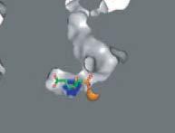 Analysis of protein crystals allows detailed description of the position of the inhibitor in the inner cavity of the enzyme and detection of non-covalent interactions between the protein and
