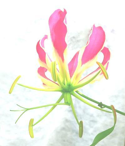 selenocystathionin), Leucaena glauca (luštěniny, aminokyselina mimosin), Gloriosa superba,