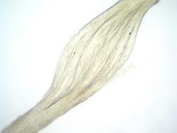 Trichorrhexis