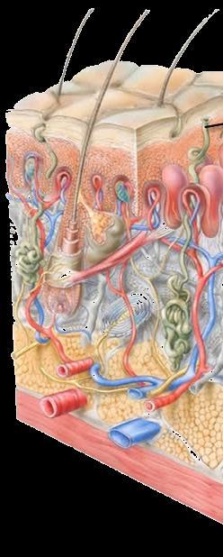 Povrchové mykózy invazivní do okolní vitální tkáně Dermatophyty pronikají ze stratum corneum kůže do vlasového stvolu ve folikulu.
