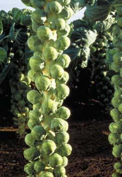 Kapusta hlávková / Savoy Cabbage kapusta krmná fodder cabbage Brassica oleracea L. convar. acephala (DC.) Alef. var. medullosa Thell. + var. viridis L.