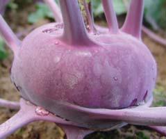 for fodder purposes 8 late variety; 130 150 days 8 particularly large bulbs reaching weight 3 5 kg, which do not lignify 8 suitable for fodder use 8 early hybrid of blue kohlrabi; 75 80 days 8 flat