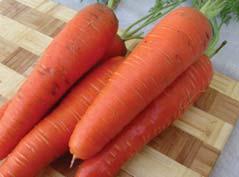 mrkev obecná / carrot mrkev obecná carrot Daucus carota L.