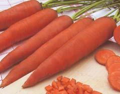 to turning green 8 all season growing mrkev obecná / carrot FRANCIS 8 typ Flakkee, pozdní odrůda; 140 150 dnů 8 hladké kořeny, pěkně vybarvené, délka 23 25 cm 8 hlava kořene nezelená a nemá