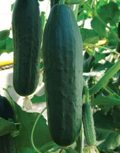 okurka / cucumber Odrůda Ranost Vzrůst Poměr délka x šířka Barva plodu Partenokarpie Rezistence Variety Maturity Growth Ratio length x width Colour of fruit Parthenocarpy Resistances Twigy F1