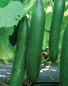 okurka / cucumber SALADIN F1 8 hybrid holandského typu 8 pro pěstování ve skleníku a ve fóliových krytech 8 délka plodu 30 35 cm 8 snáší mírné teplotní výkyvy MARTA F1 8 partenokarpický hybrid 8