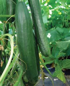 withstands small temperature fluctuations during growing 8 parthenocarpic hybrid 8 smooth, dark green, thin fruits; length 32 35 cm 8 high-yielding hybrid for forcing in greenhouses SALÁTOVÉ POLNÍ