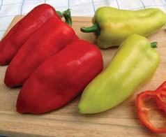 paprika roční / pepper paprika roční pepper Capsicum annuum L.