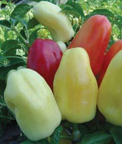 5; walls are 4 6 mm thick paprika roční / pepper ZLATA 8 středně raná odrůda pro polní pěstování, sladká 8 kuželovité, převislé, silnostěnné plody 8 bílo-žlutá v technologické zralosti, středně