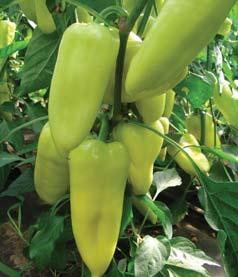 paprika roční / pepper PARADE 8 středně raná kapie pro pěstování ve sklenících, v teplejších oblastech i na poli 8 úzce trojúhelníkovité plody 8 středně zelená v technologické zralosti, jasně červená