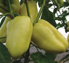 maturity, at botanical maturity 8 very early hybrid for growing in greenhouses, in warmer areas also in the open field 8 long narrowly triangular fruits 8 light yellow-green at technical maturity,