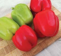 paprika roční / pepper MYSTERY 8 raná odrůda pro pěstování ve sklenících 8 kvadratické plody 8 středně zelená v technologické zralosti, sytě žlutá v botanické zralosti.