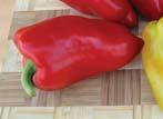 paprika roční / pepper Odrůda Ranost Barva v technol.
