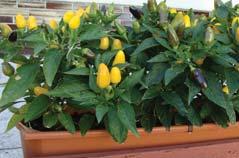 3,4 : 1,2 cm 8 variety of small hot pepper for home gardeners 8 fruits are erect, small, widely triangular and yellow 8 small plant, for growing in flowerpots and on balconies 8 variety of small hot