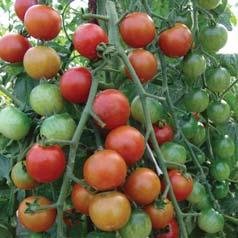 rajče tyčkové / pole tomato rajče tyčkové pole tomato Lycopersicon esculentum Mill.