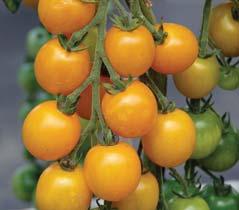 plody, které nepraskají a nepadají 8 hmotnost plodu je 15 20 g SU DAT/11 F1 (Mandat F1)* 8 raná, velmi plodná odrůda datlového rajčete pro pěstování na poli i v krytech 8 plody jsou drobné,