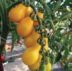 polní pěstování 8 plody jsou kulaté, žluté, malé, o hmotnosti 15 20 g 8 květenství převážně složené s vysokým počtem plodů CHERROLA F1 8 raný hybrid koktejlového rajčete pro rychlení a polní