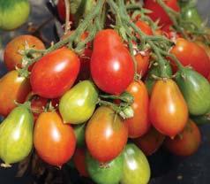 o hmotnosti 15 20 g 8 vijany jsou zdvojené nebo větvené 8 na jednom vijanu dozrává 10 15 plodů 8 early variety of currant-sized tomato for growing in the field and under shelter 8 fruits are very