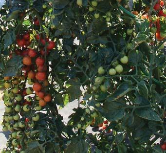 date-shaped tomato for growing in the field and under shelter 8 fruits are small, cylindrical,, very sweet 8 clusters are long with 20 25 firm fruits which do not crack or fall 8 fruit weight is 10