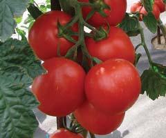 rajče tyčkové / pole tomato CITRINA 8 pozdní odrůda s plody žluté barvy a tvaru citrónu 8 plody jsou středně velké na rozvětvených vijanech 8 hmotnost plodu je 75 85 g, hmotnost jednoho vijanu je až