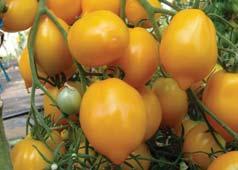 plodu je 80 100 g 8 je rezistentní ToMV, Fol 0 a Vd ROMUS 8 odrůda pro polní pěstování 8 plody jsou kulaté, žluté, o hmotnosti 100 120 g 8 vijany jsou převážně jednoduché 8 na jednom vijanu dozrává 8