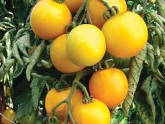 5 kg 8 mid-early variety for growing under plastic covers or in the field 8 fruit is medium large, round/heart-shaped, without stripes 8 ripe fruits have orange skin and flesh 8 fruit weight is 80
