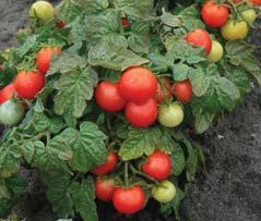 pyriform opaksrdčitý obcordate rajče keříčkové bush tomato Lycopersicon lycopersicum (L.) Karsten ex Farw.