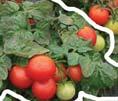rajče keříčkové / bush tomato TERION 8 poloraná odrůda vhodná pro mechanizovanou sklizeň 8 plody jsou středně velké, velmi pevné, oválné, bez žíhání 8 hmotnost plodu je 80 90 g 8 odrůda je vhodná pro