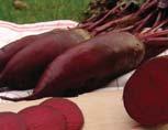 řepa salátová / beet Řepa salátová / Red Beet Odrůda Vegetační doba Počet rostlin Tvar bulvy Vnitřní barva od výsevu na 1 ha Variety Days to maturity Number of plants Root shape Inner colour I II III